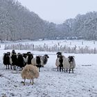 Heidschnucken im Winter I