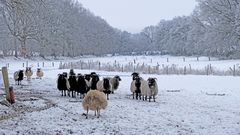 Heidschnucken im Winter I