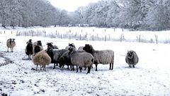 Heidschnucken im Winter II