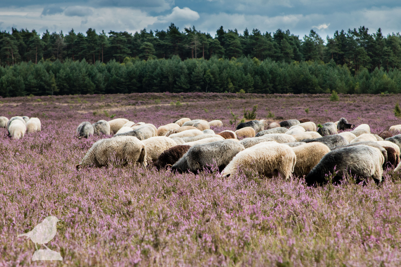 Heidschnucken in der blühenden Heide