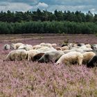 Heidschnucken in der blühenden Heide