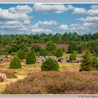 Heidschnucken in der Heide