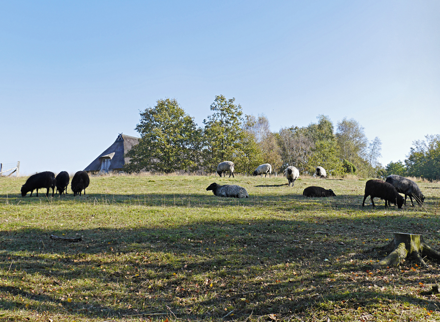 Heidschnucken in der Lüneburger Heide