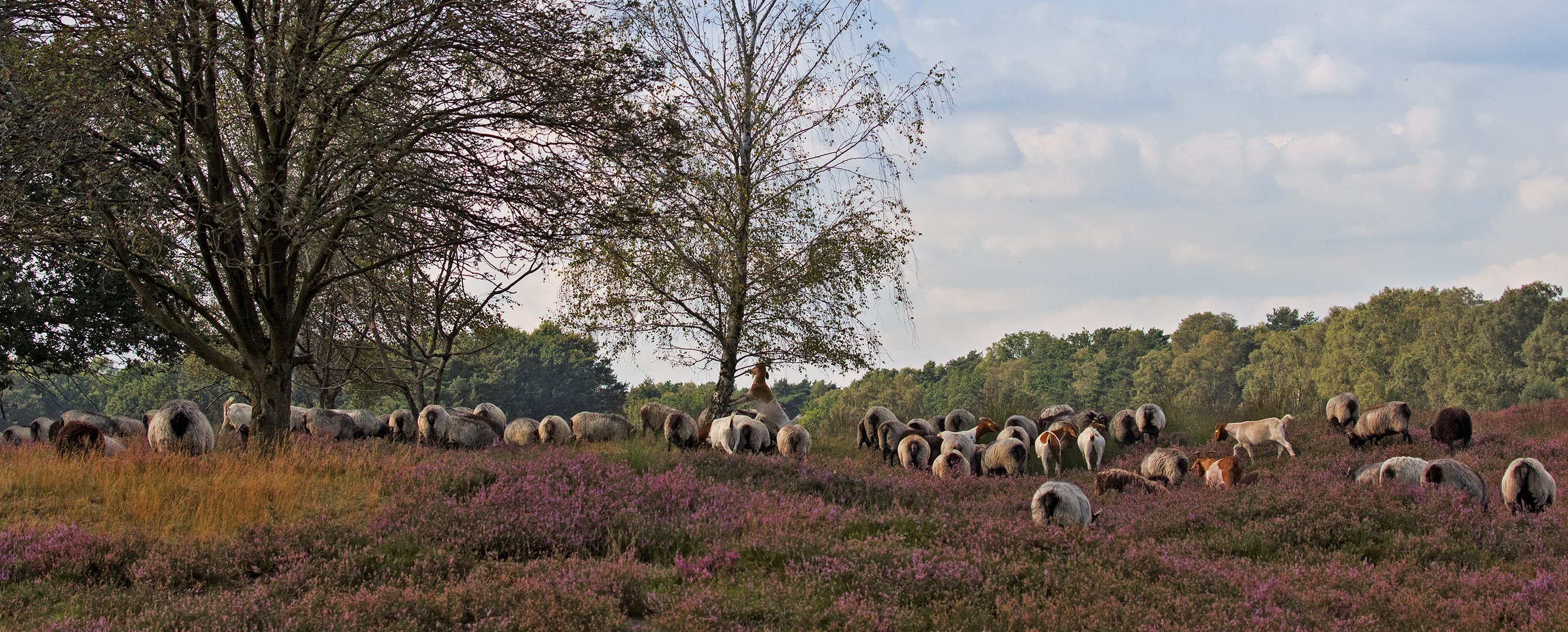 Heidschnucken in der Lüneburger Heide