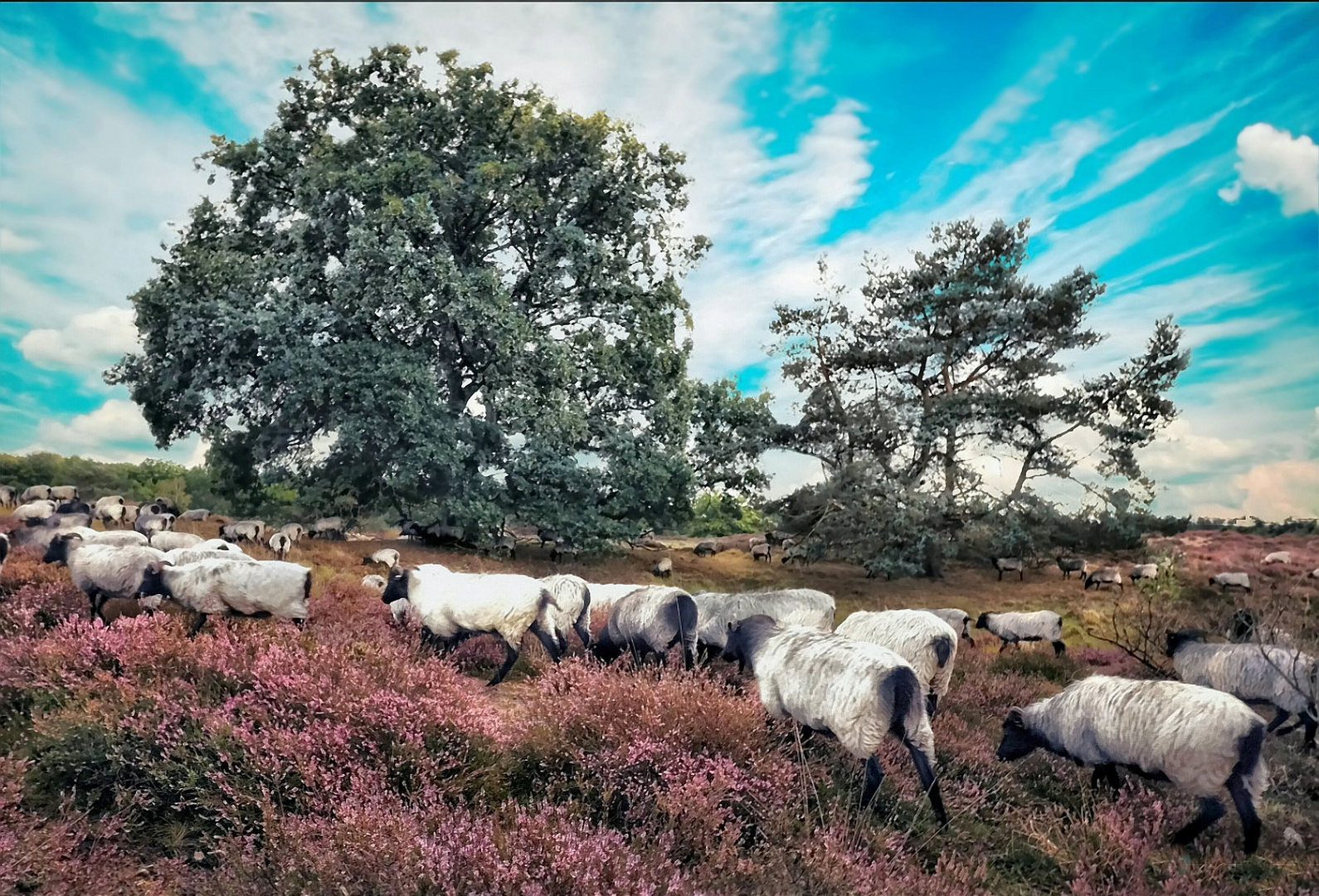 Heidschnucken in der Westruper Heide