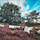 Heidschnucken in der Westruper Heide