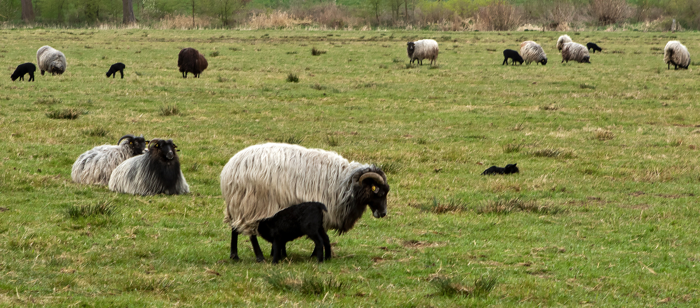 Heidschnucken mit Lämmern 003 