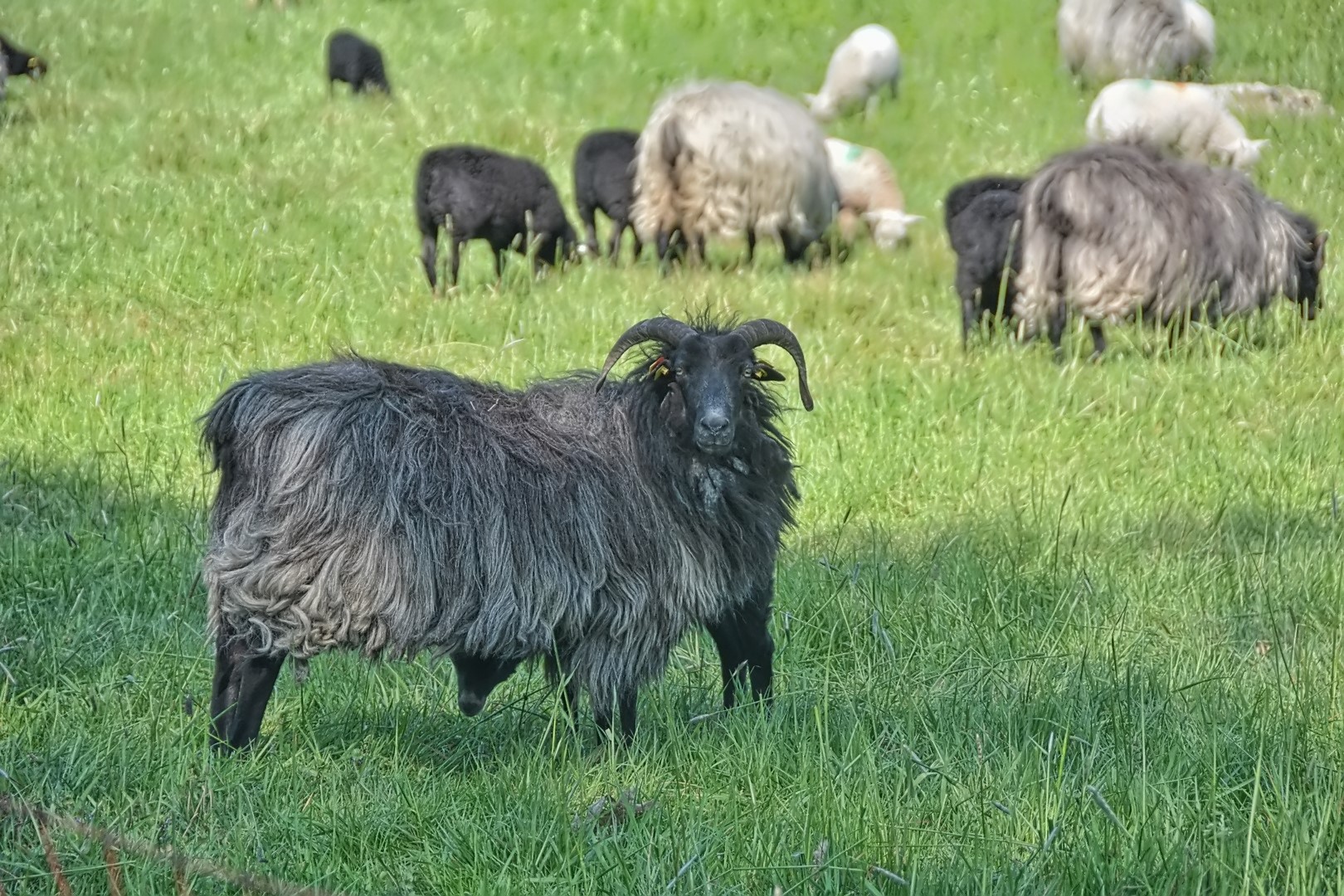 Heidschnucken  und ihre Kleinen