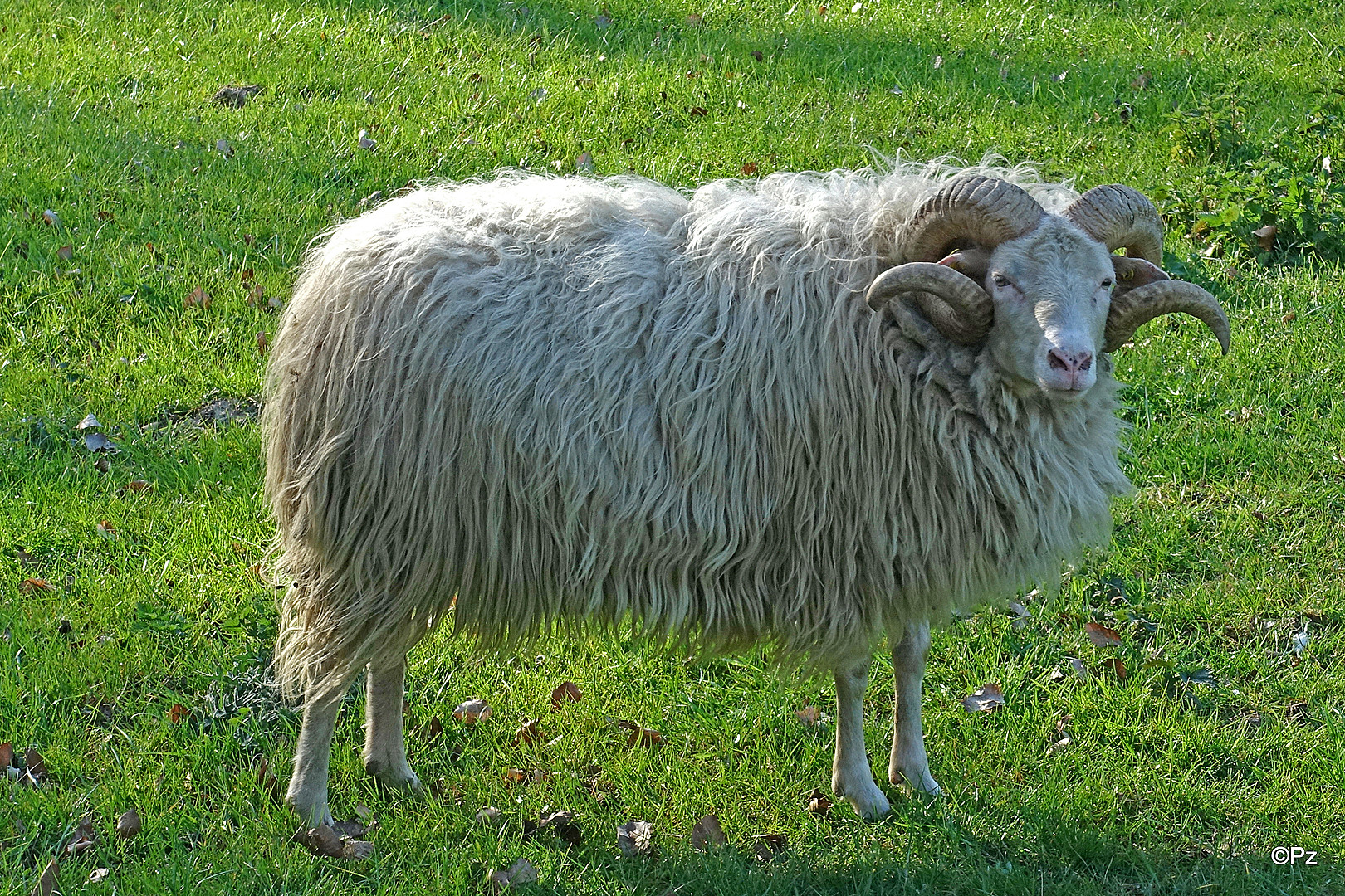 Heidschnuckenbock ...