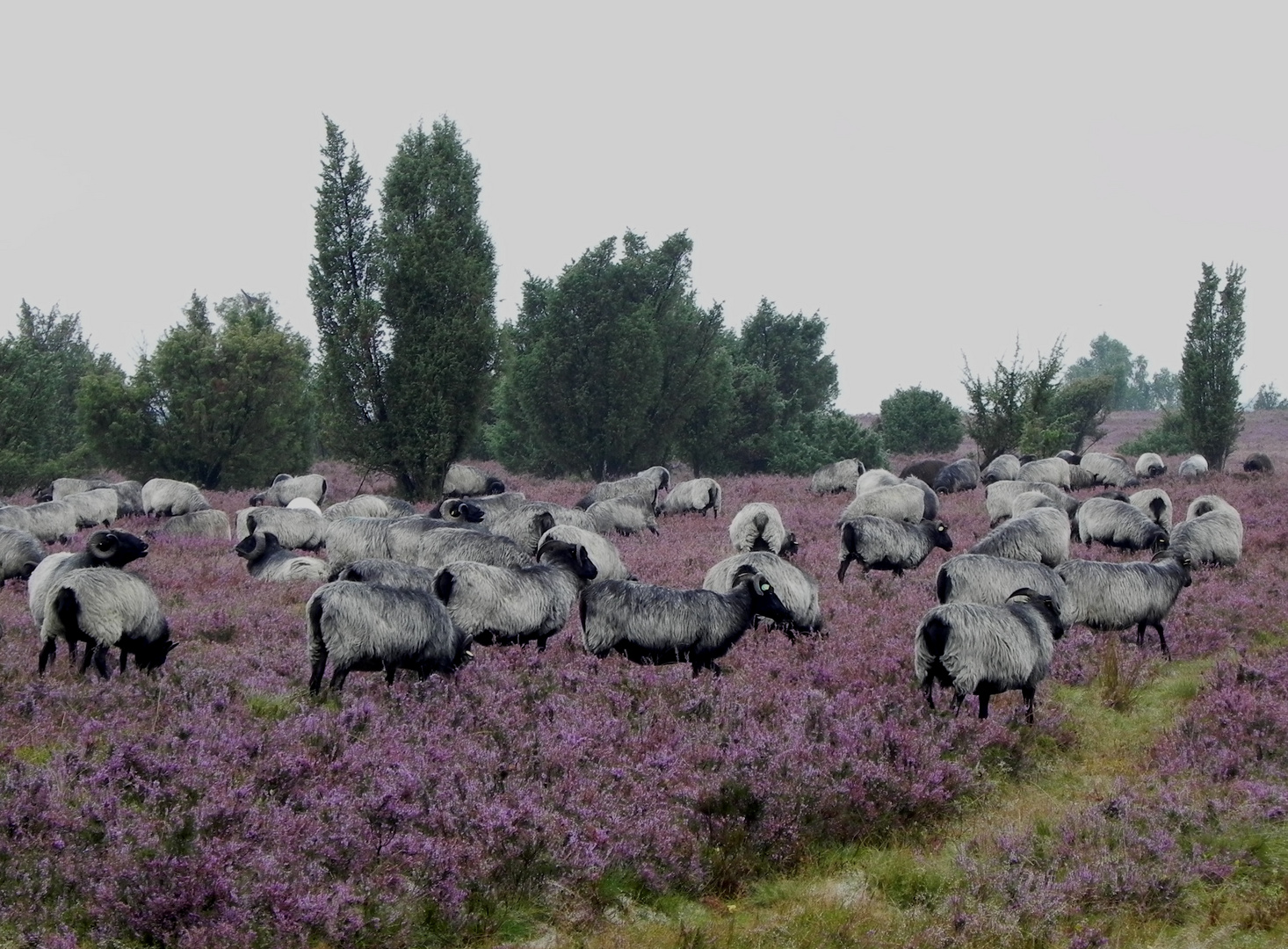 Heidschnuckenherde in der Lüneburger Heide Foto &amp; Bild | natur ...