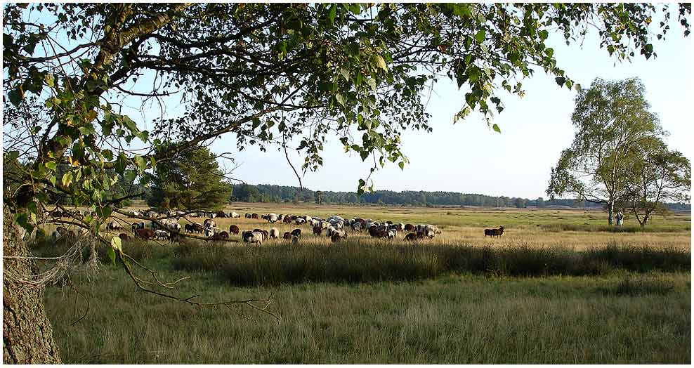 Heidschnuckenherde in der Lüneburger Heide