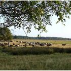 Heidschnuckenherde in der Lüneburger Heide