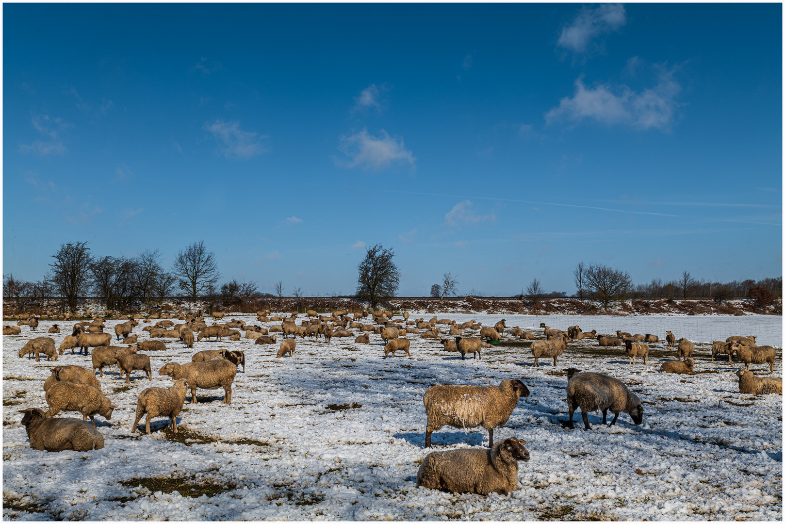 _Heidschnucken_im_Winter_