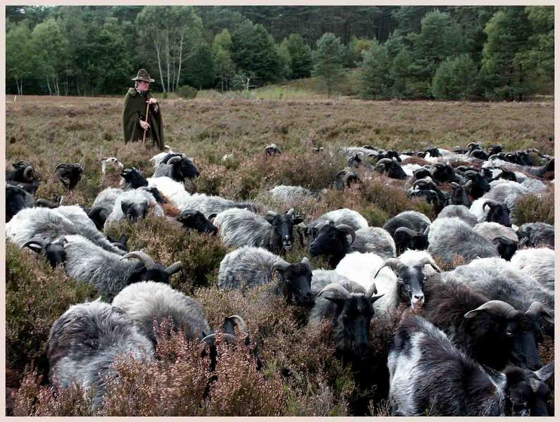 Heidschnuckenschäfer in der Lüneburger Heide von Horst Lehmitz