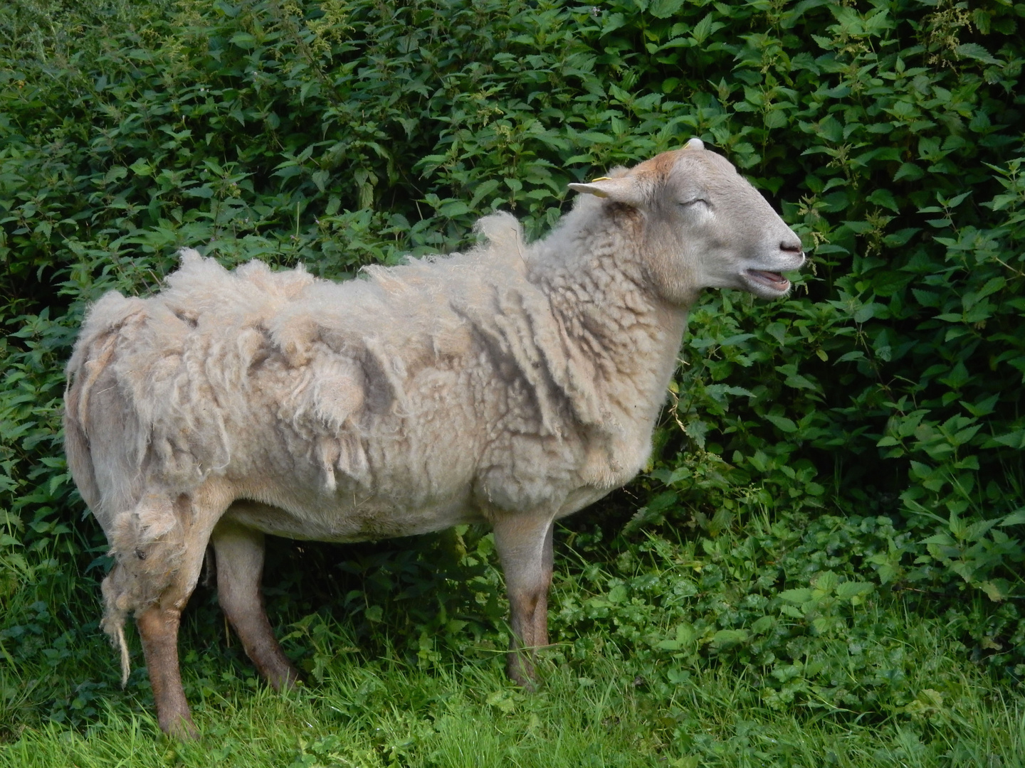 Heidschnuckenschaf