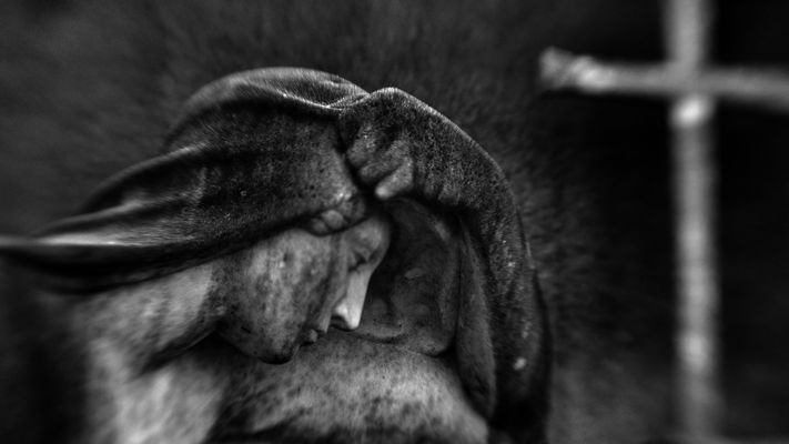 Height of callousness VI