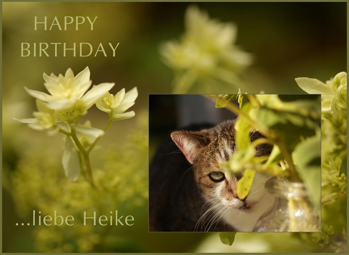 Heike hat Geburtstag