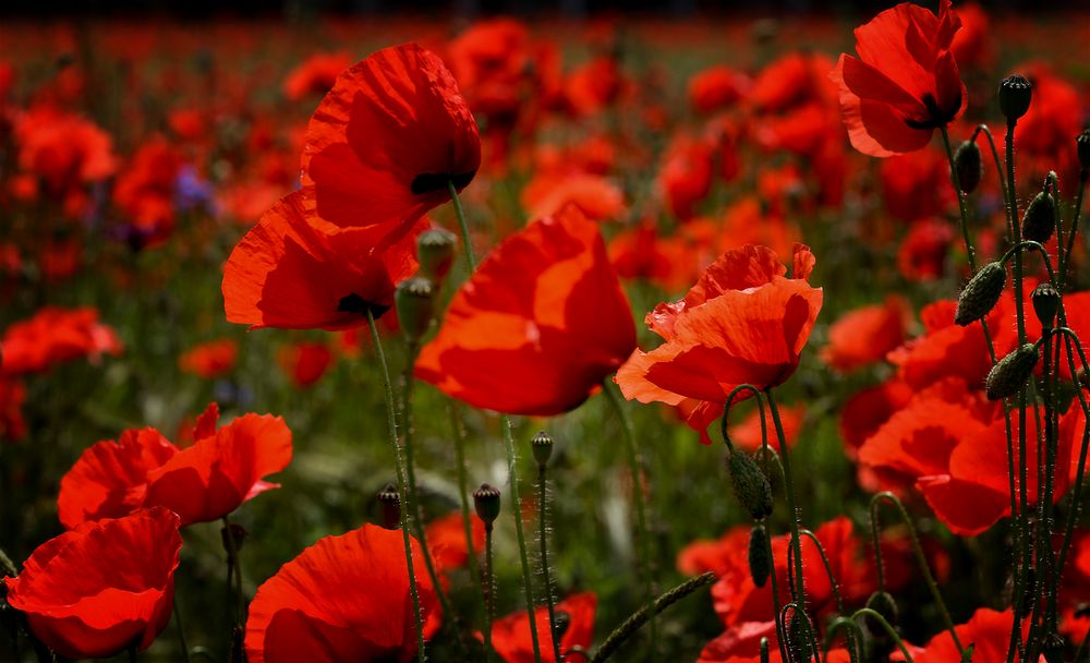 Heikes Mohnblüten