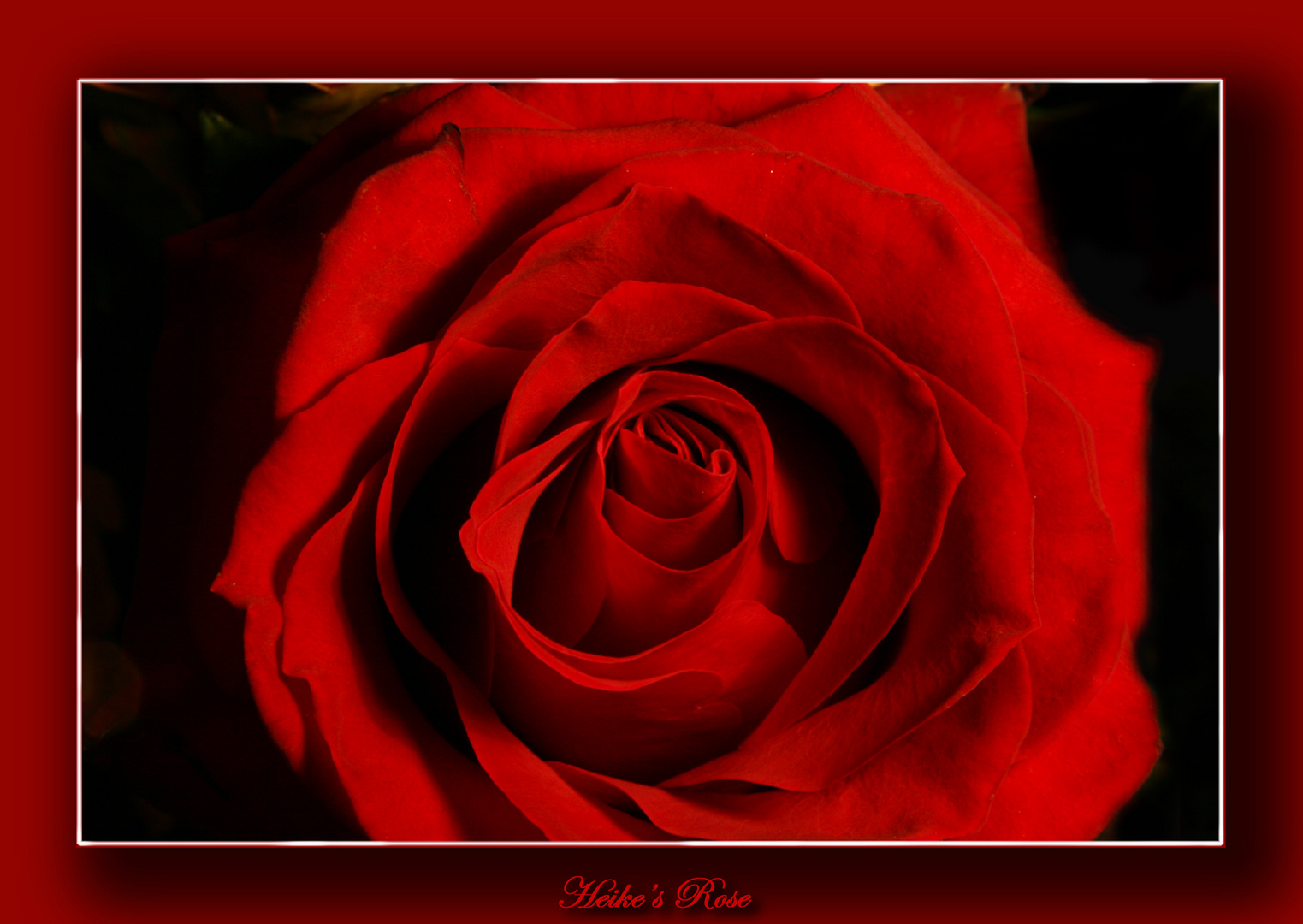 Heike's Rose