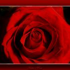 Heike's Rose