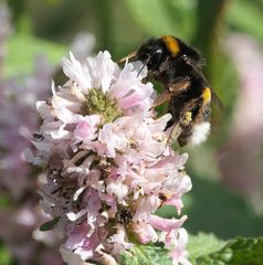 Heil-Ziest mit Hummel