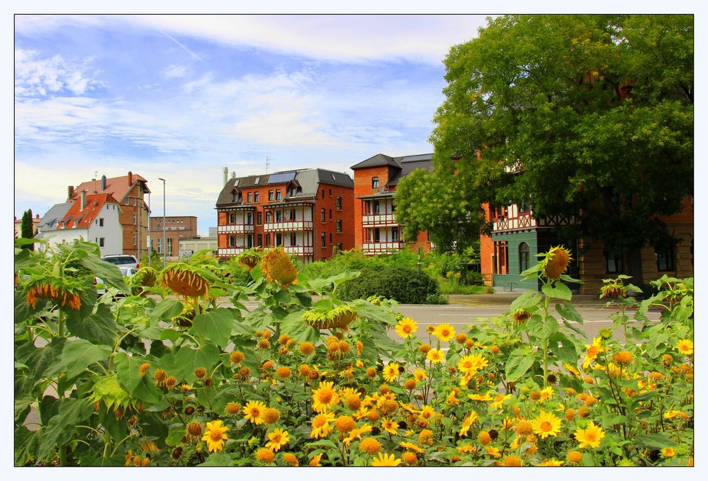 Heilbronn Süd, mitten in der Stadt Sonnenblumen