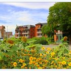 Heilbronn Süd, mitten in der Stadt Sonnenblumen