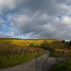 Heilbronn und die Weinberge