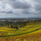 Heilbronn und seine Weinberge