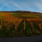 Heilbronn. Wartberg der Südhang. Ein herbsticher Augenblick von unten zum Wald hin