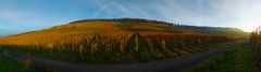 Heilbronn. Wartberg der Südhang. Ein herbsticher Augenblick von unten zum Wald hin