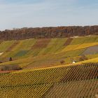 Heilbronner Weinberge im Herbst