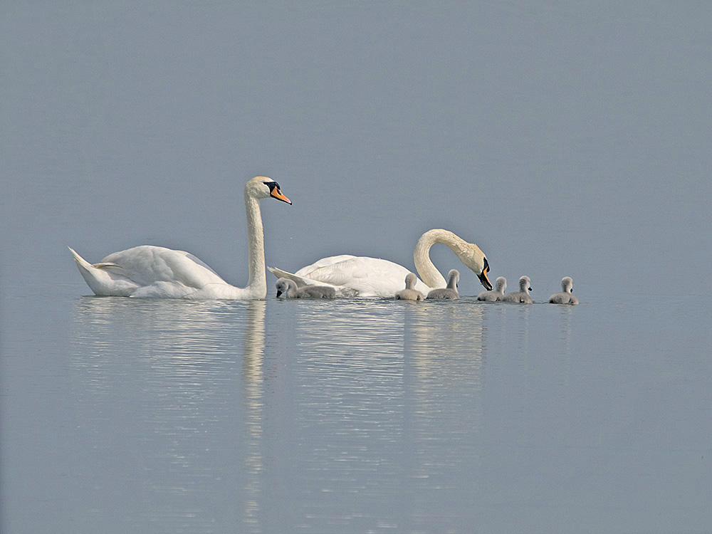 heile Familie