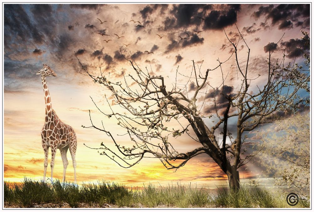 Heile Welt Foto & Bild fotomontage, funmontagen, composing Bilder
