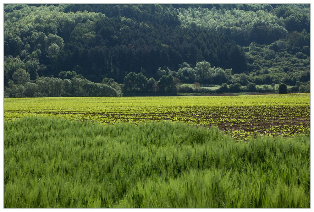 Heilendes Grün... (Version 1)