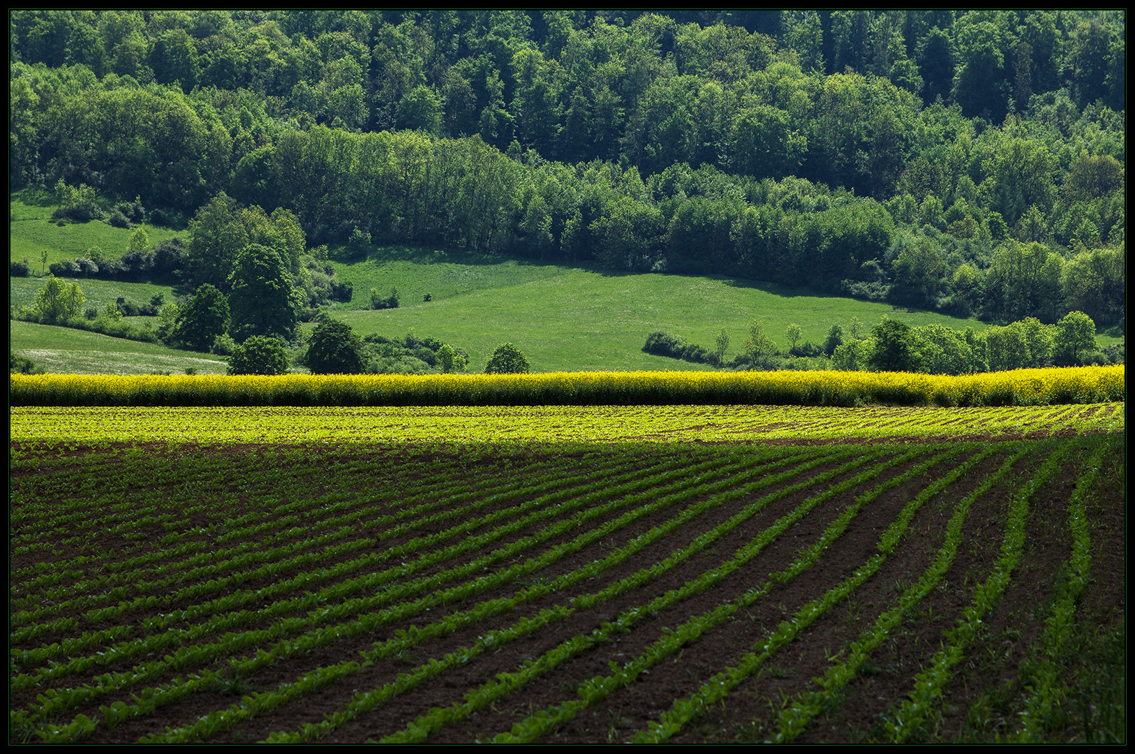 Heilendes Grün (Version 2)