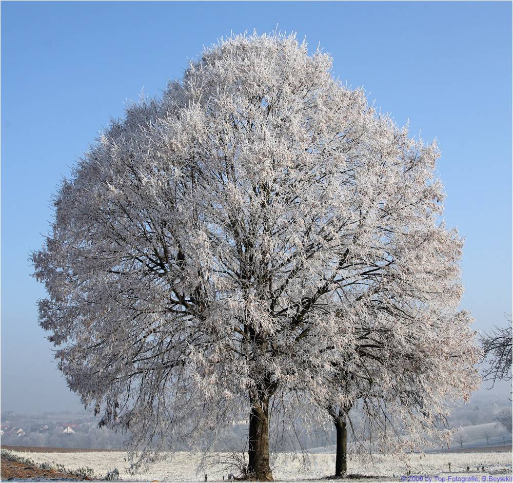 Heiligabend 2007 - Raureif überzieht die Natur