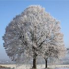 Heiligabend 2007 - Raureif überzieht die Natur