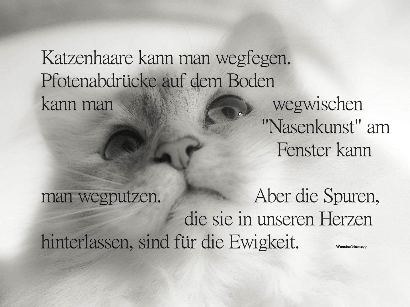 Heilige Birma -Spruch-