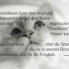 Heilige Birma -Spruch-