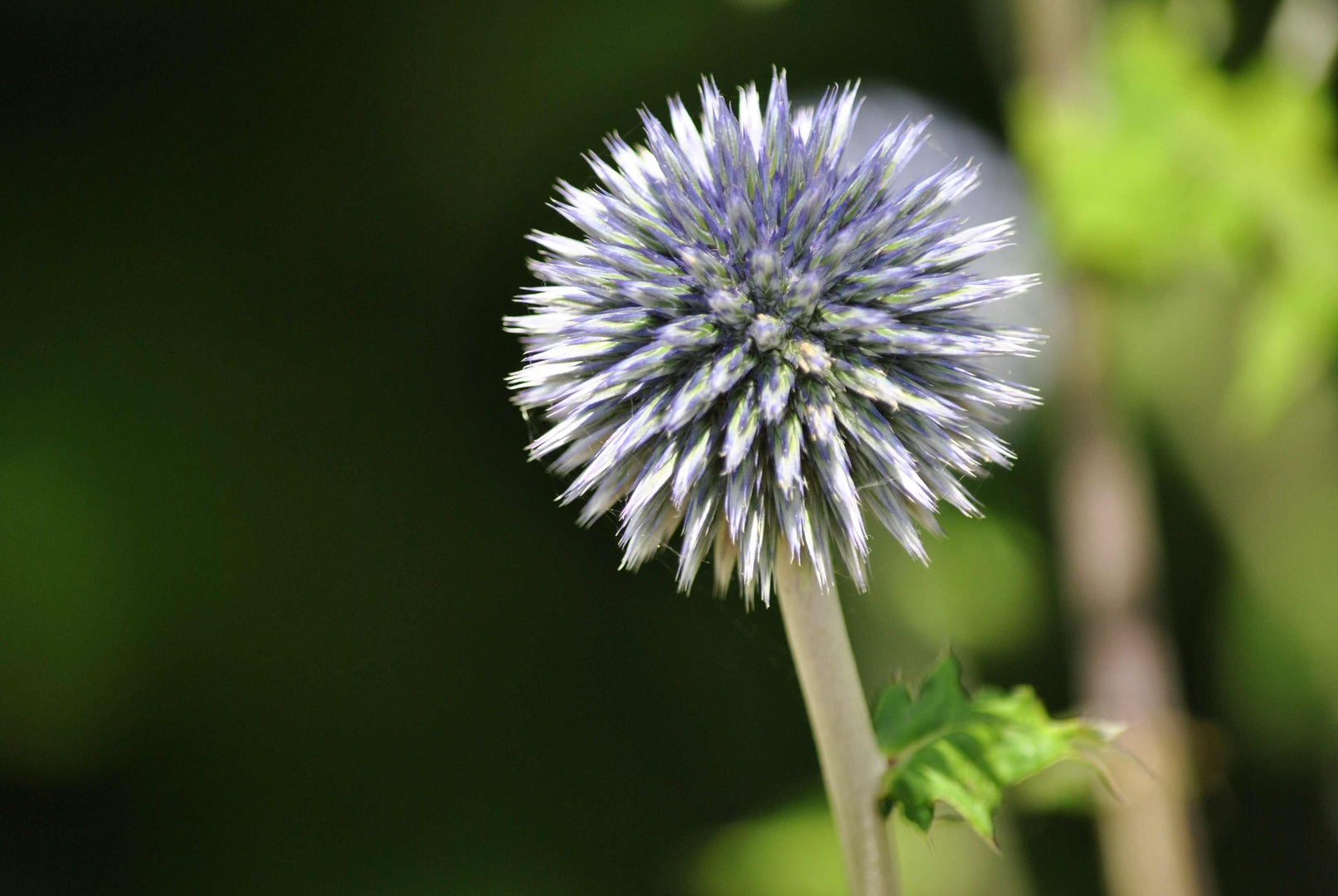 Heilige Blume