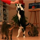 Miezis, Fauna