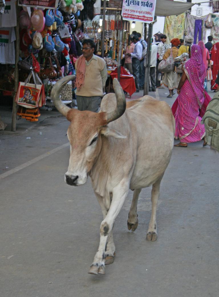 heilige Kühe bevölkern die Straßen von Pushkar...