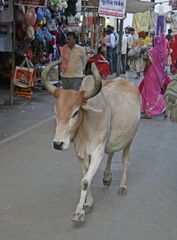 heilige Kühe bevölkern die Straßen von Pushkar...