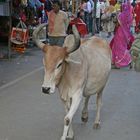 heilige Kühe bevölkern die Straßen von Pushkar...