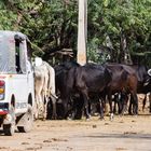 Heilige Kühe - im Strassenbild von Rajasthan allgegenwärtig