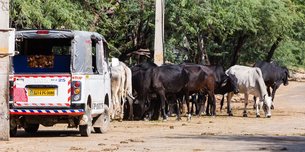 Heilige Kühe - im Strassenbild von Rajasthan allgegenwärtig