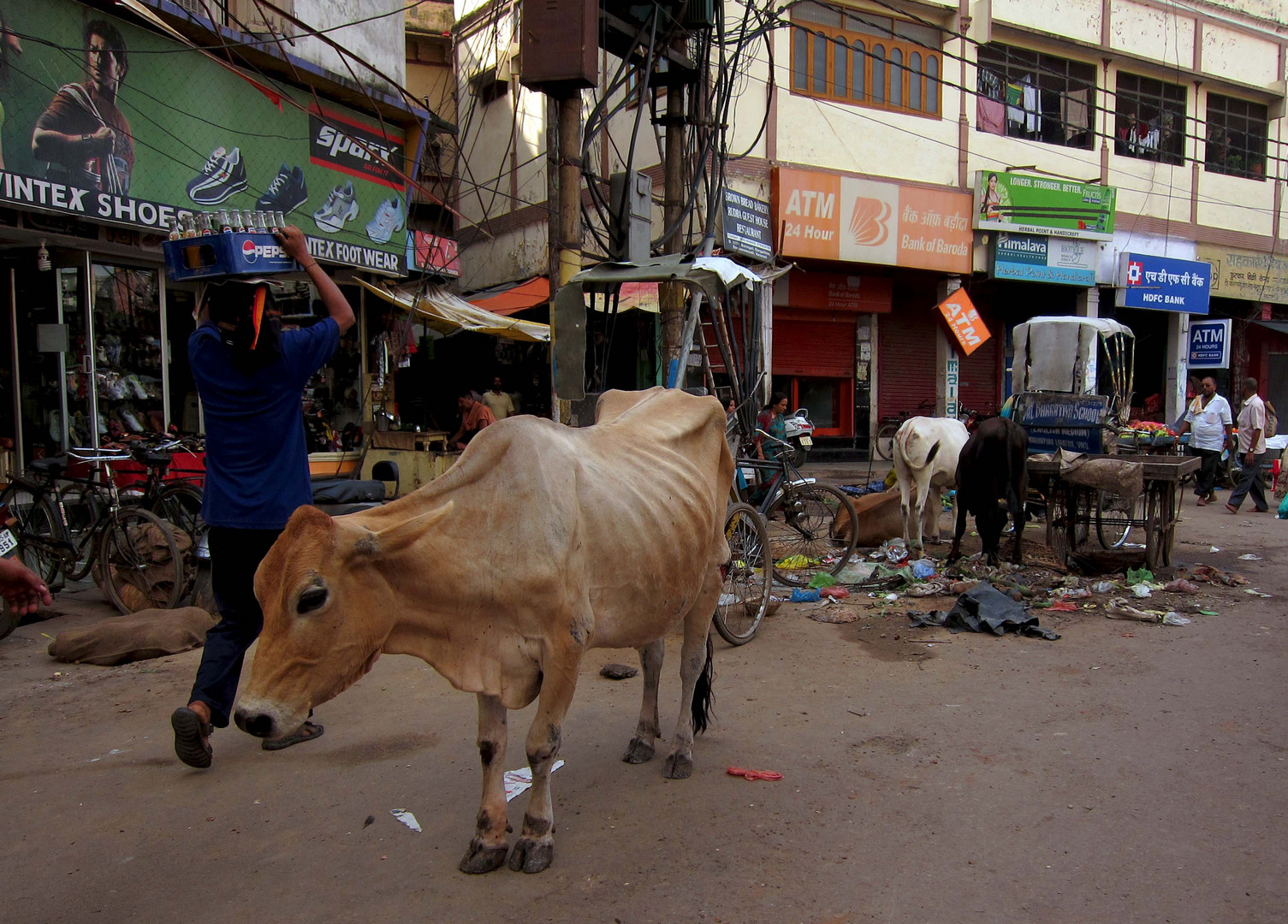 Heilige Kühe in Varanasi