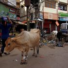 Heilige Kühe in Varanasi