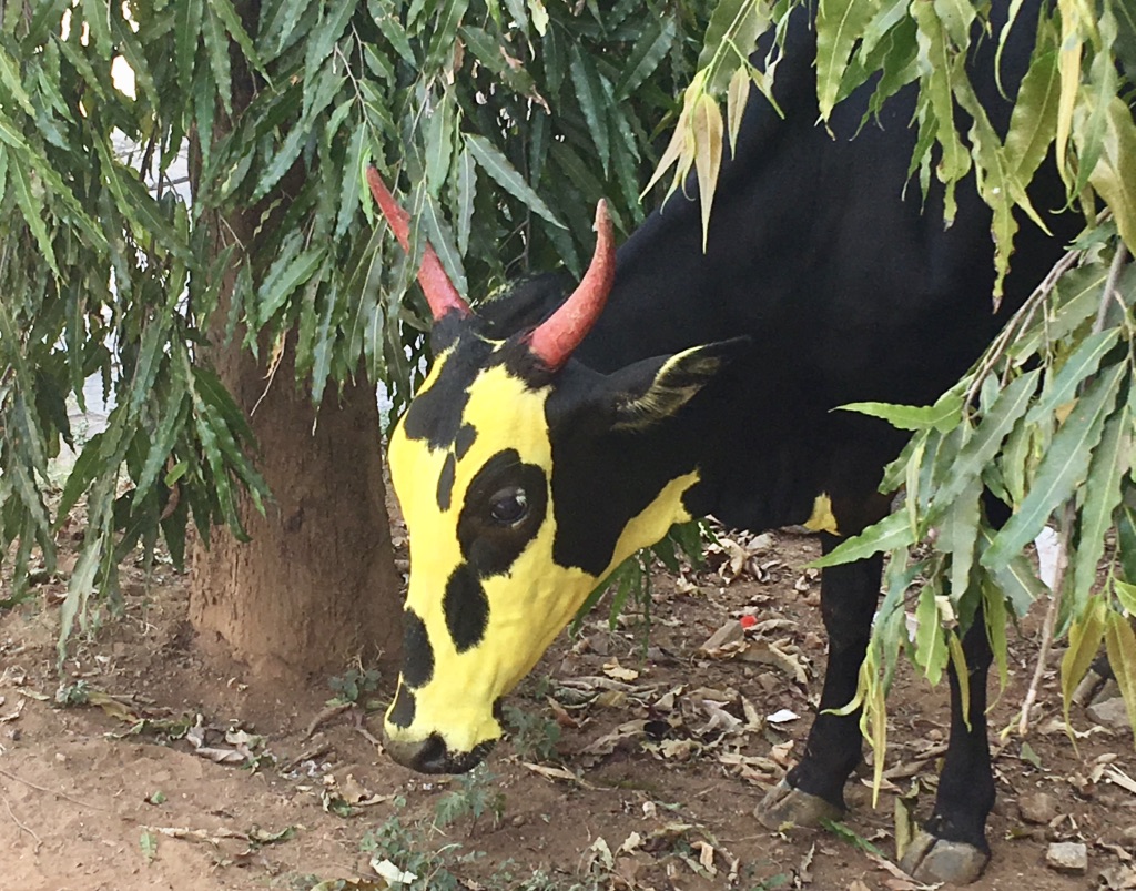 Heilige Kuh - bemalt im Rahmen des Kufefestes in Mysore